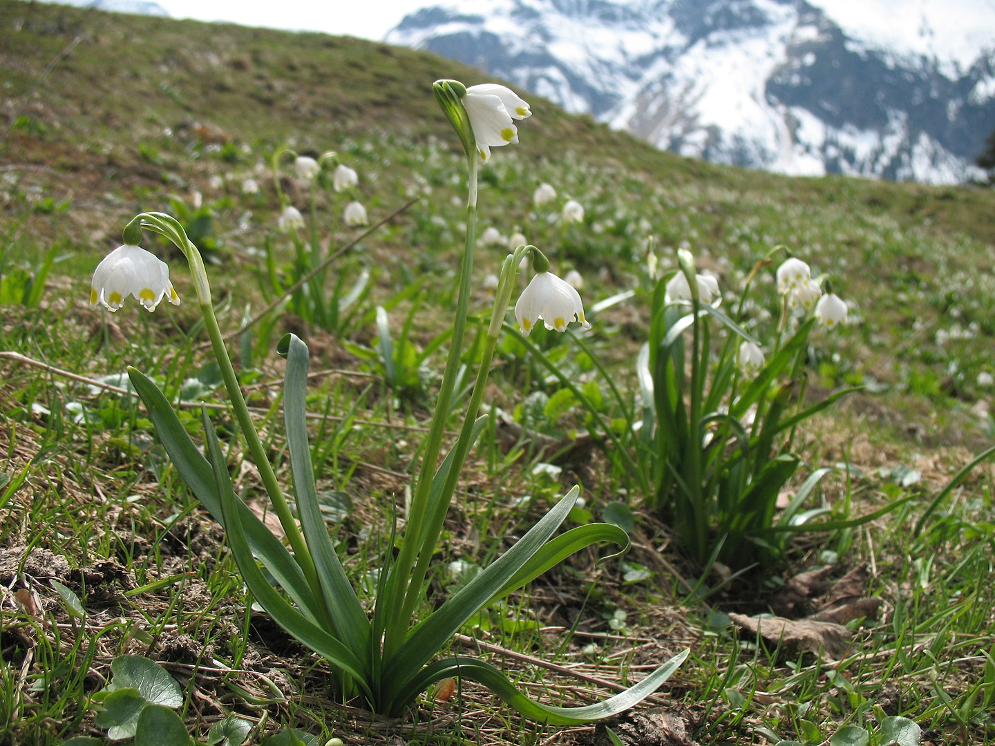 1440px Leucojum vernum in the Allgaeuer Alps