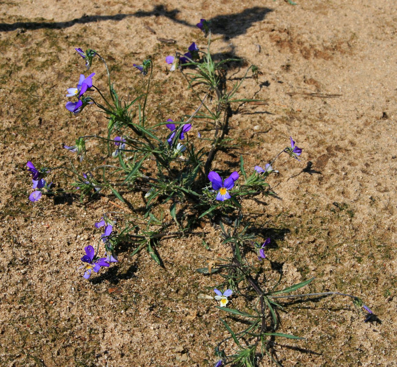 Viola tricolor 2